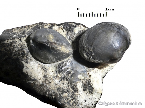 Athyridida, Nucleospiridae, Nucleospira, Nucleospira robusta