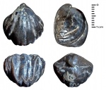 Lanceomyonia borealiformis (Siemiradzki, 1906).
