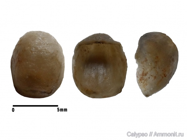 Strophomenida, Christianiidae, Christiania, Christiania oblonga