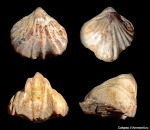 Camarotoechia pleurodon (Phillips)