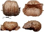 Antiquatonia khimenkovi (Yanischevsky)