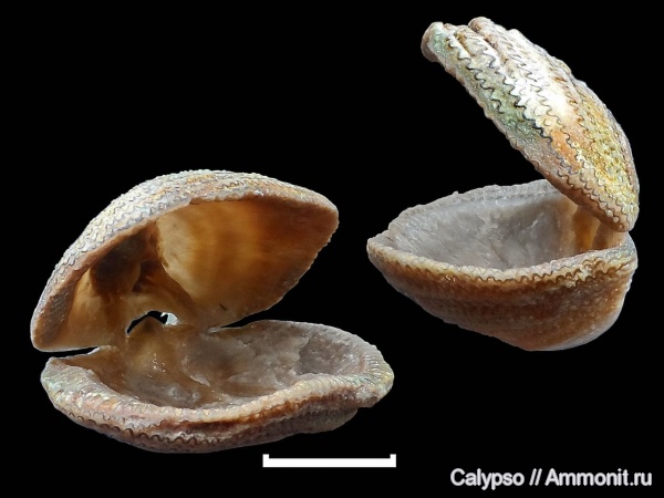 Billingsellida, Clitambonites, Clitambonites adscendens, Strophomenata, Clitambonitidae