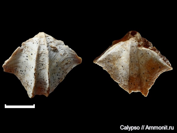 Terebratulida, Cheirothyris, Cheirothyris aculeata