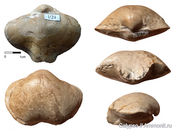 Spiriferida, Martinia, martiniinae, Martinia glabra