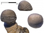 Bekkerina dorsata (Bekker, 1921)