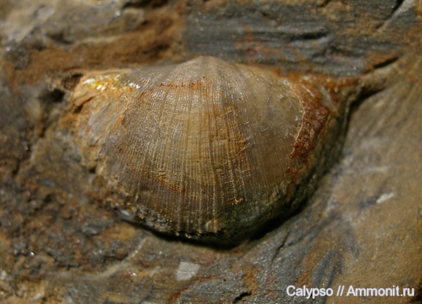 Sowerbyella, Strophomenida, Sowerbyellidae, sowerbyella liliifera