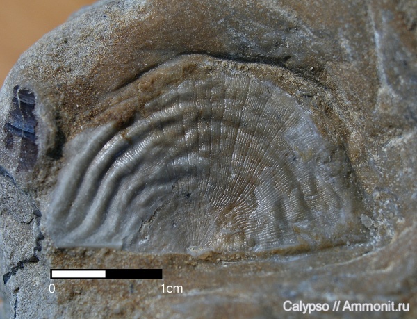 Strophomenida, leptaena, Rafinesquinidae, Leptaeninae, Leptaena  juvenilis