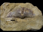 Anthracospirifer cf. increbescens (Hall, 1858)