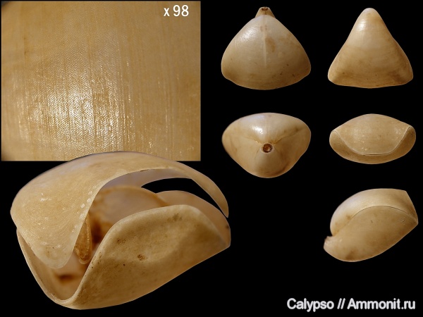 Terebratulida, Dallinidae, Dallina, Dallina septigera
