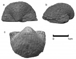 Krotovia tuberculata (Moeller, 1862)