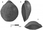 Rouillieria cf. curvata (Gurvitsh.)