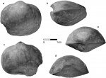 Schizophoria  bistriata Tschernyschev.