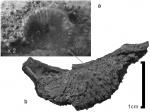 Aulosteges horrescens horrescens (Verneuil, 1845) Aulosteges horrescens horrescens (Verneuil, 1845)