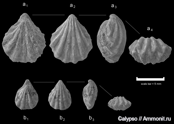 Hustedia, Hustedia remota, Athyridida, Retziidae