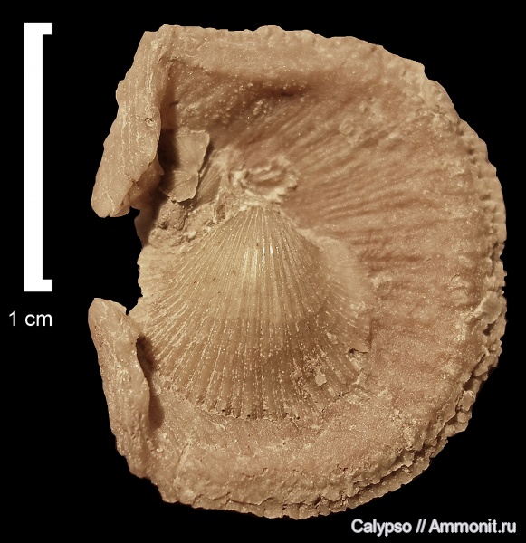 Orthida, Paurorthis, Dalmanellidina, Paurorthidae, Paurorthis parva