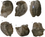 Aulosteges horrescens horrescens (Verneuil, 1845)