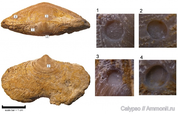 прижизненные повреждения, Athyridida, Pinegathyris, сверления, Pinegathyris royssiana alata