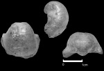 Marginifera involuta Tschernyschew, 1902.