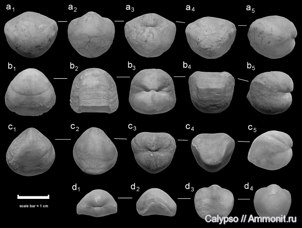 Porambonites, Pentamerida, Porambonitidae, Syntrophiidina