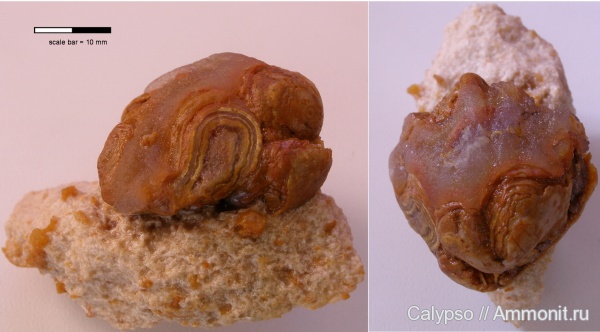 Enteletes, Orthida, Enteletes lamarckii
