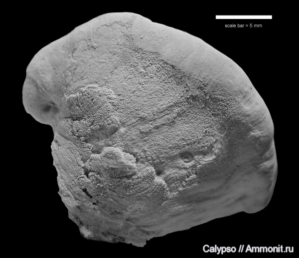 Platyceras, Platyceratidae, Platyceras parasiticum