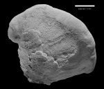 Platyceras (Platyceras) parasiticum (Trautschold 1867)