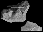 Orbiculoidea cf. missouriensis (Shumard, 1858)