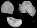 Kochiproductus porrectus (Kutorga, 1844)