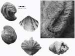 Callispirina ornata (Waagen, 1883)