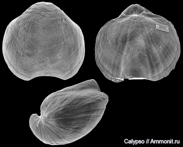 Spiriferida, Martiniidae, Jilinmartinia, Jilinmartinia  sokolovi