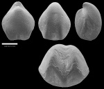 Rostranteris nucleolus (Kutorga, 1842)