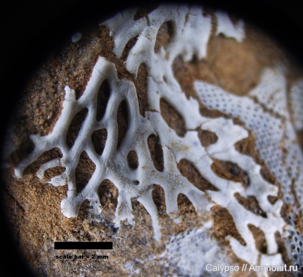 ?, Chasmatopora
