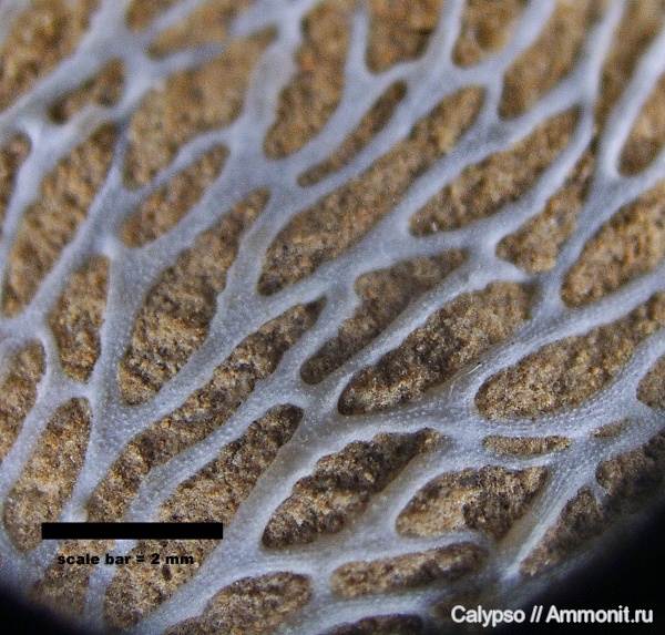 Chasmatopora, Phylloporinida, Chasmatopora furcata, Chasmatoporidae