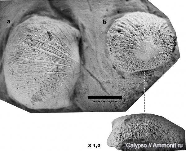 Strophomenida, Craniida, philhedra, Furcitellinae, Bekkerina, Bekkerina dorsata, Craniidae, Philhedra rivulosa