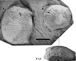 Bekkerina dorsata (Bekker, 1921) / Philhedra rivulosa (Kutorga, 1846)