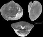 Orthotichia morganiana (Derby, 1874)