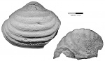 Karavankina fasciata (Kutorga, 1844)
