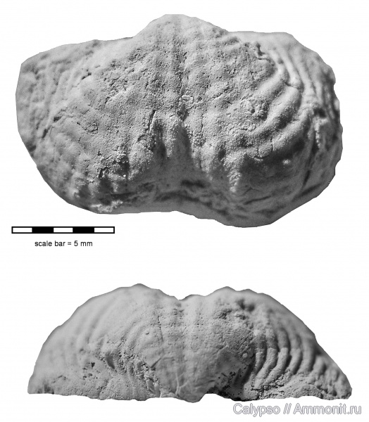 Productida, Uraloproductus, Uraloproductus stuckenbergianus