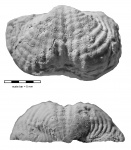 Uraloproductus stuckenbergianus (Krotow, 1885)