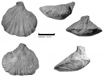 Kiangsiella halliana (Derby, 1874)