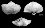 Elinoria rectangula (Kutorga, 1844)