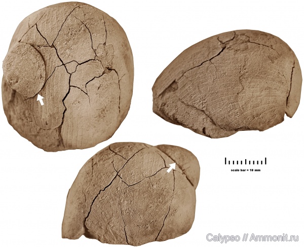 Strophomenida, Furcitellinae, Panderites, Panderites imbrex