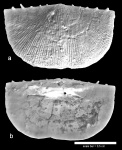 Neochonetes carboniferus (Keyserling, 1846)