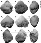 О прижизненных повреждениях нижнепермских Stenoscisma cf. crumena (Martin, 1809)