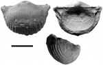 Marginifera timanica Tschernyschew, 1902