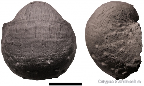Productida, Cancrinella, Linoproductinae, Cancrinella cancriniformis