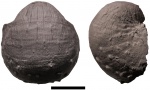 Cancrinella cancriniformis (Tschernyschew, 1889)