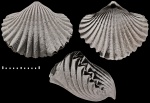Cardinirhynchia rossica Makridin, 1964