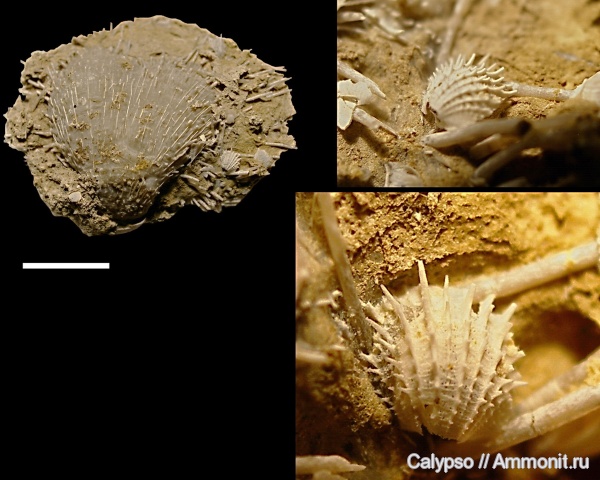 Productida, Pectinidae, Aulosteges, Aulosteges horrescens, Aulostegidae
