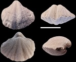 Spiriferellina fossata (Ivan.)